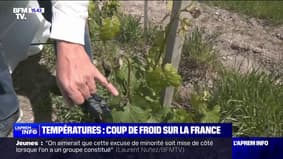 法国寒流：农民担心他们的庄稼